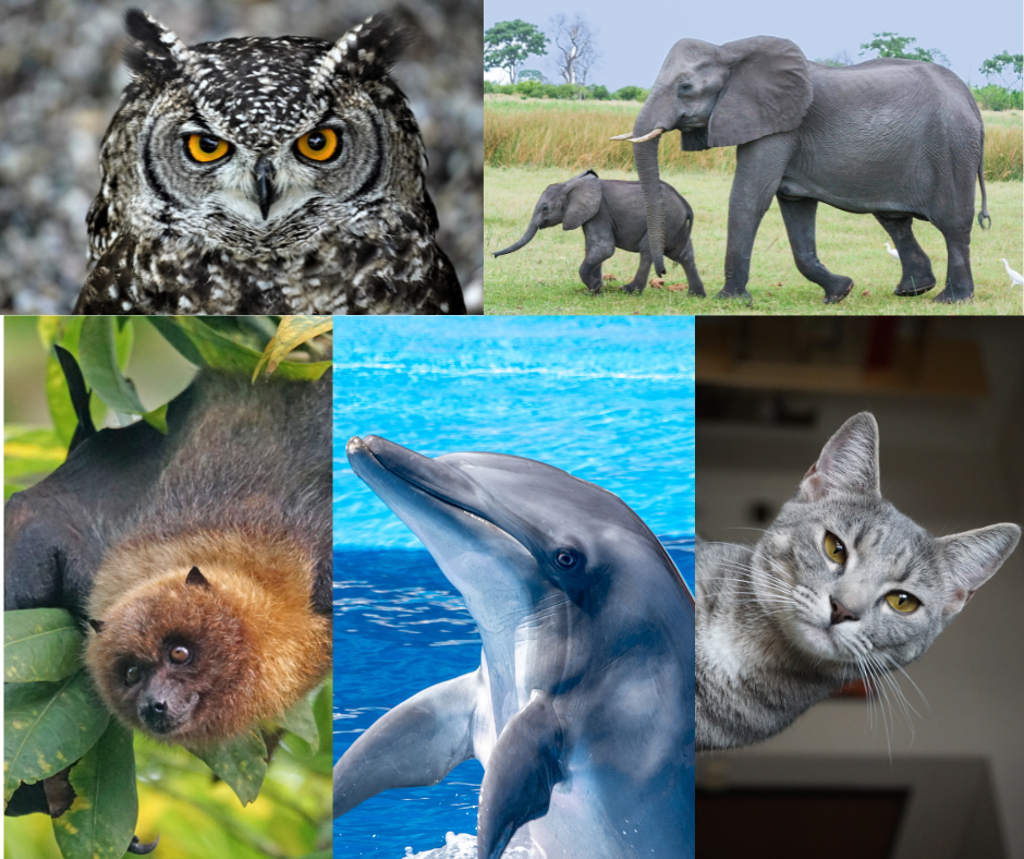 zwierzeta-najepszy-sluch